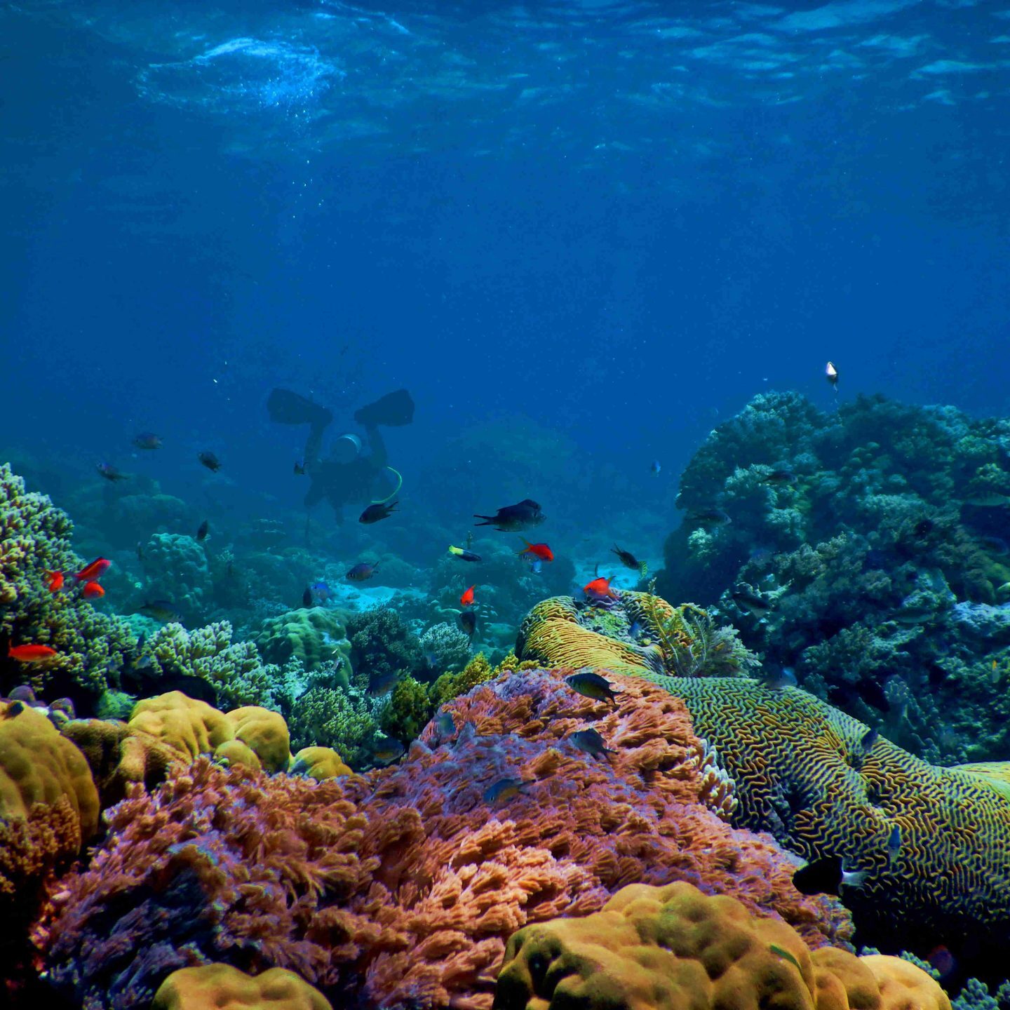 a coral reef